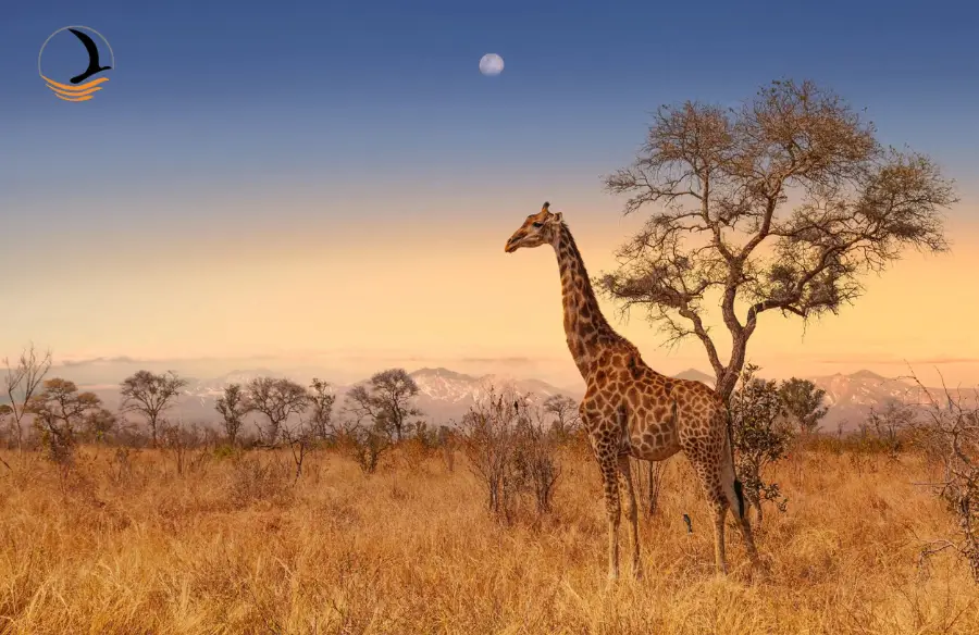 تور آفریقای جنوبی